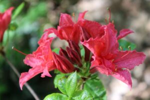 Rhododendron 'Crimson Tide'