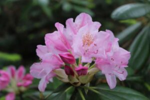 Rhododendron 'Hellikki' 609-1999