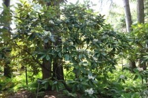 Rhododendron brachycarpum