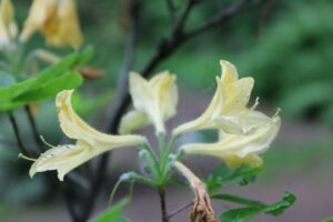 Rhododendron 'Lemenora'