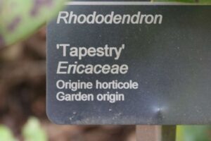 Rhododendron 'Tapestry'