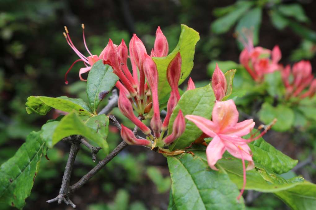 Rhododendron 'Summer Lyric' 2578-2001