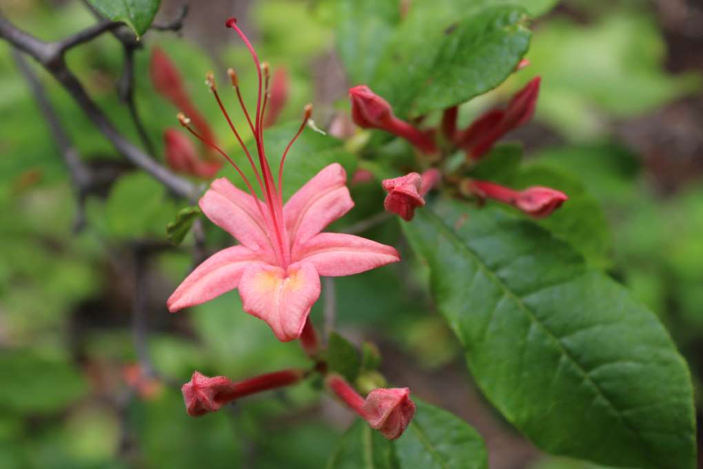 Rhododendron 'Summer Lyric' 2578-2001