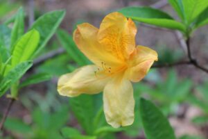 Rhododendron 'Christopher Wren' 1344-51