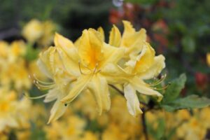 Rhododendron 'Lemon Lights' 2617-2001