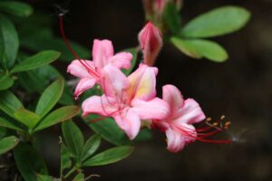 Rhododendron 'Pink and Sweet' 1177-2016