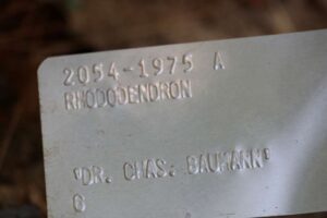 Rhododendron 'Dr. Chas Baumann' 2054-1975