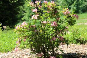 Rhododendron 'Pink and Sweet' 1386-2019