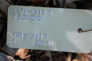 Rhododendron 'Spicy Lights' 1974-1993