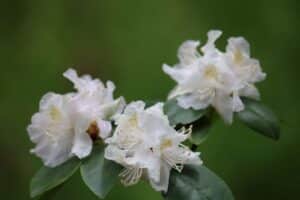 Rhododendron 'Balta' 2273-1988