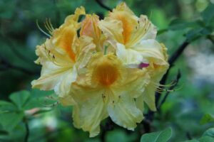 Rhododendron 'Golden Sunset' 2376-1976