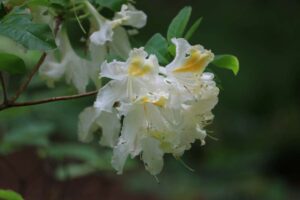 Rhododendron 'Lady Derby' 2682-1976