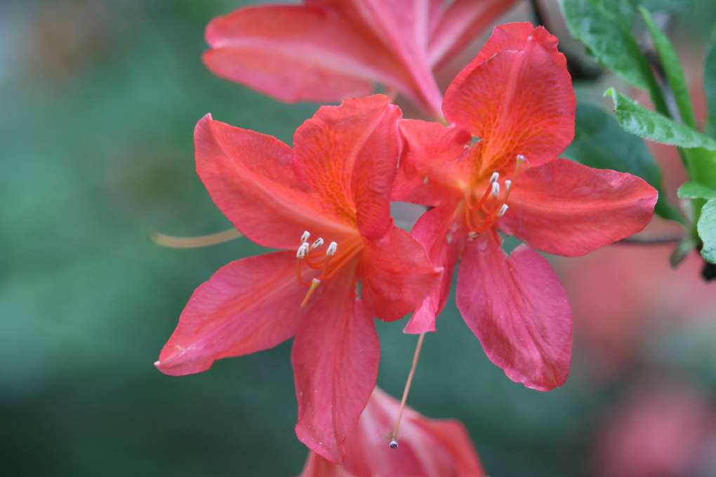 Rhododendron 'Spek's Brillant' 1156-1974
