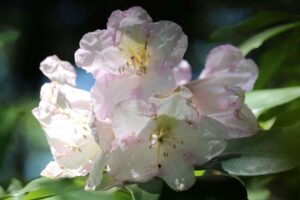 Rhododendron 'Caroline' 1147-1974