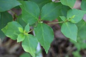 Rhododendron weyrichii 1157-2014