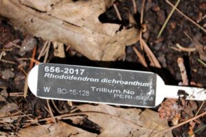 Rhododendron dichroanthum 656-2017
