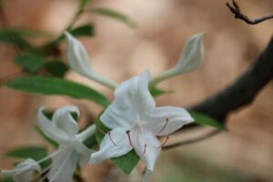 Rhododendron 'Weston's Innocence' 2210-2001