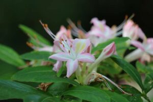 Rhododendron 'Ribbon Candy' 1235-2019