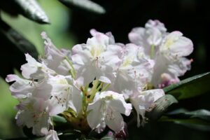 Rhododendron 'Mikkeli' 2082-2012