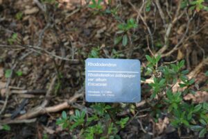 Rhododendron anthopogon var. album