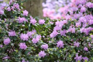 Rhododendron 'Northern Starburst' 612-1999