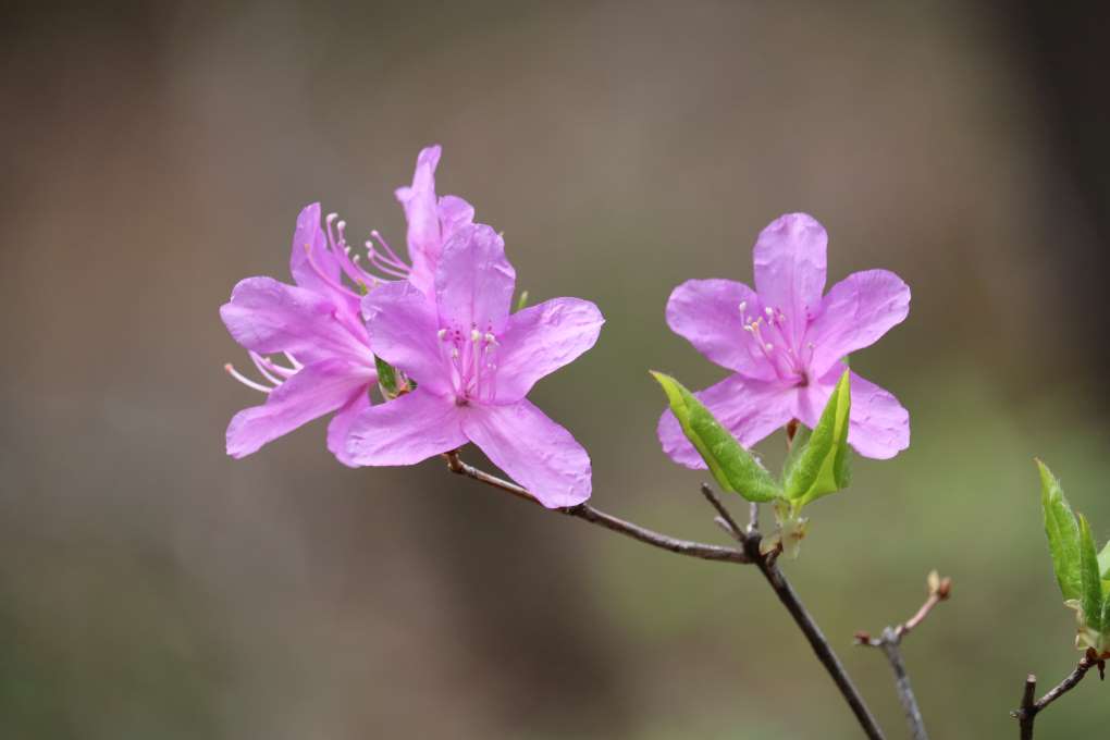 Rhododendron weyrichii 1157-2014