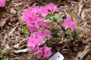 Rhododendron 'Little Olga' 1263-2014