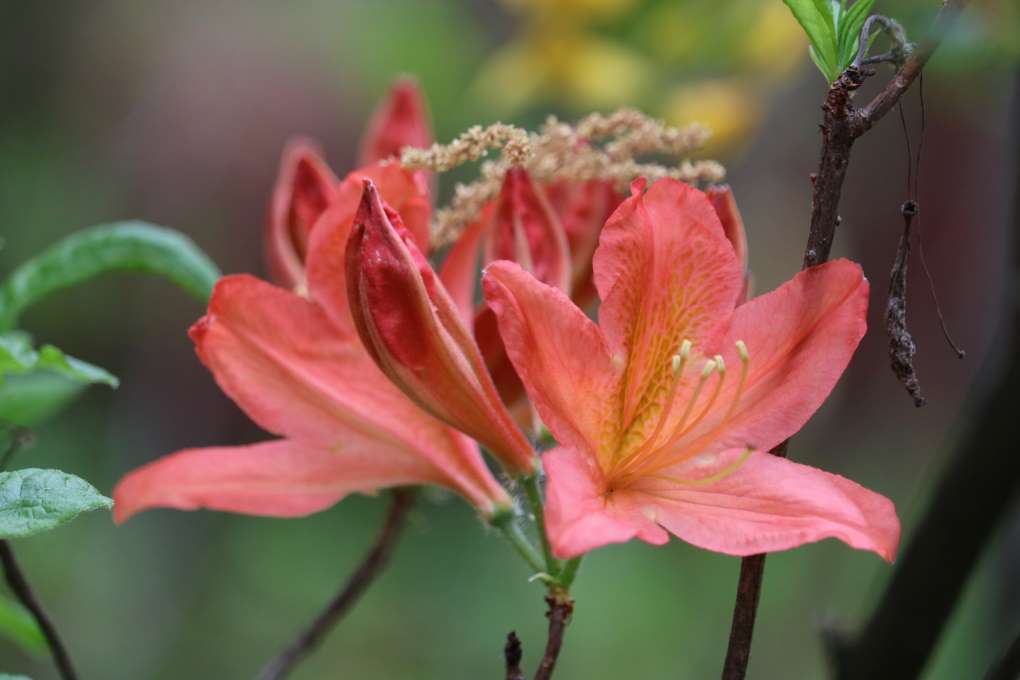 Rhododendron 'Spek's Brillant' 1156-1974