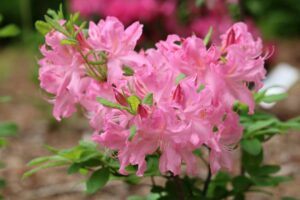 Rhododendron prinophyllum 'Marie Hoffman' 1163-2014