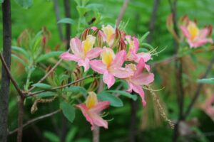Rhododendron 'Cecile' 2058-1975