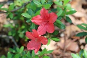 Rhododendron 'Skata Red' 2467-78-1978