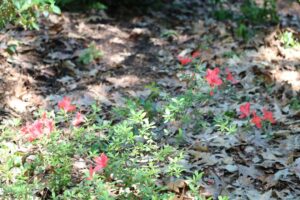 Rhododendron 'Skata Red' 2467-78-1978