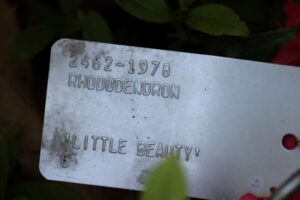 Rhododendron 'Little Beauty' 2462-1978
