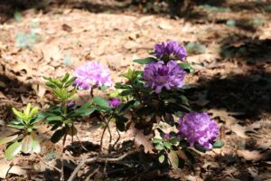 Rhododendron 'Daphnaoïdes' 814-1999