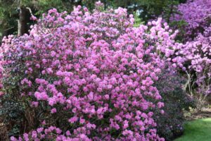 Rhododendron 'Weston's Pink Diamond' 2341-94
