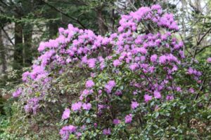 Rhododendron 'Northern Starburst' 612-1999