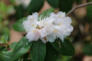 Rhododendron 'Balta' 2273-1988