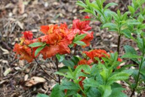 Rhododendron 'Red Demon' 1362-2019