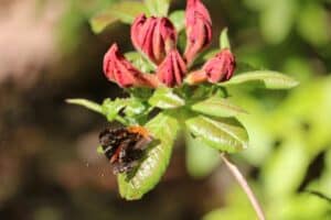 Rhododendron 'Mary Poppins' 1307-2005