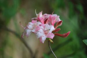 Rhododendron 'Corneille' 2373-76
