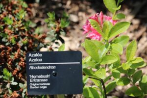 Rhododendron 'Homebush' 2616-2001