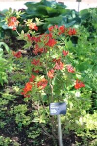 Rhododendron 'Fireball' 2215-2001