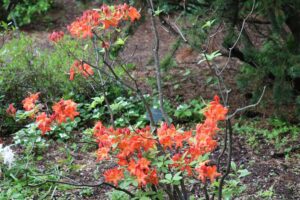 Rhododendron 'Hotspur Red' 2824-77 ou 2057-75