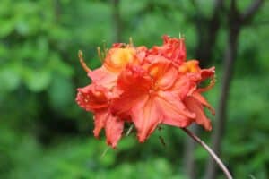 Rhododendron 'Mary Poppins' 1307-2005