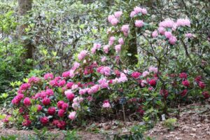 Rhododendron 'Party Pink' 2041-1986
