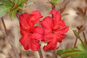 Rhododendron 'Molalla Red' 1363-2019