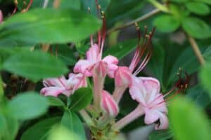 Rhododendron 'Pink and Sweet'