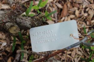 Rhododendron 'Arneson Gem' 1032-2004