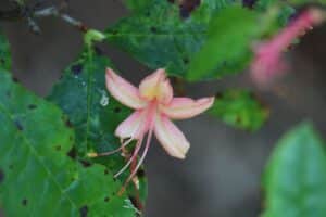 Rhododendron 'Summer Lyric' 2578-2001