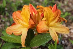 Rhododendron 'Arneson Gem' 1032-2004